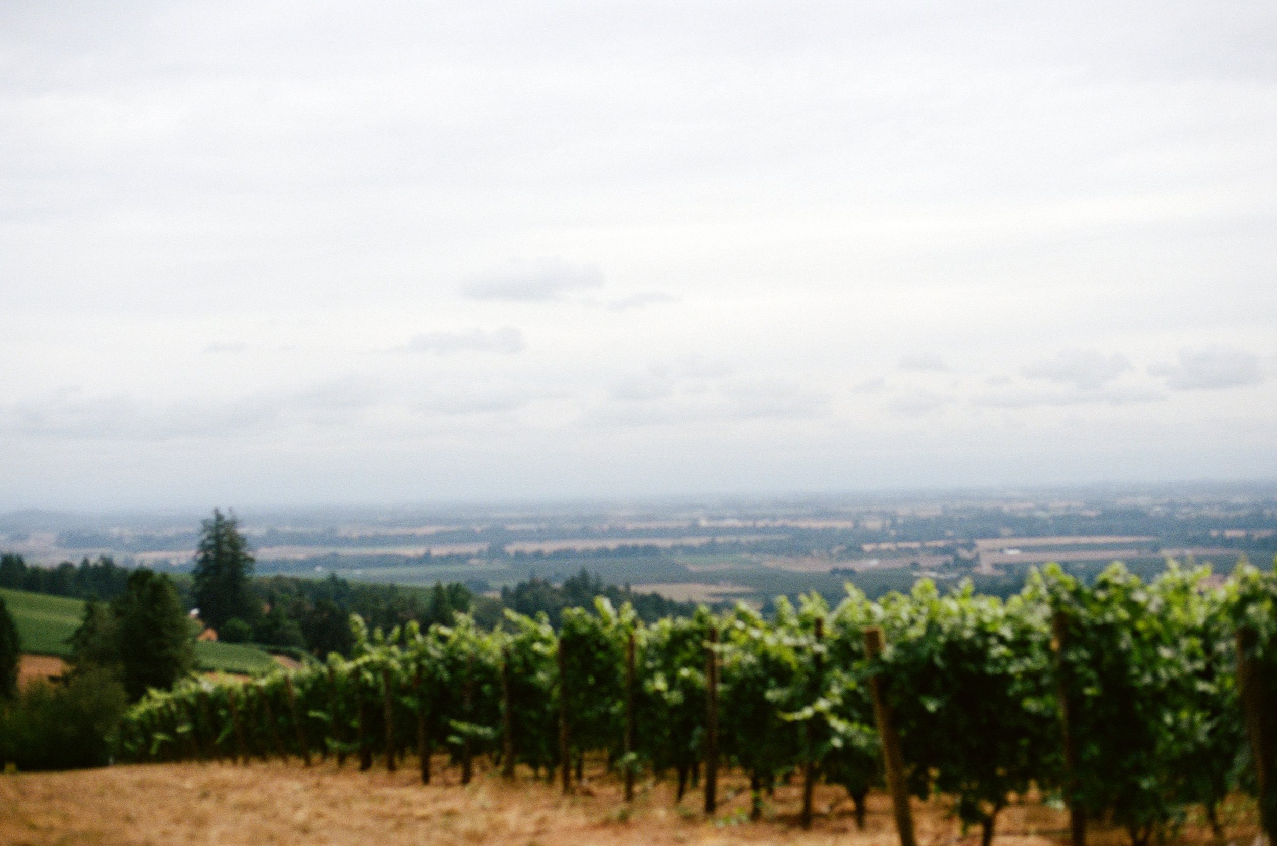 landscape photo with vineyards and grape vines overlooking sky